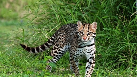 Gorgeous Exotic Cat - spotted, gorgeous, green, exotic, grass, tail, bushy, cat