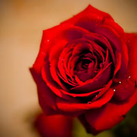 Red rose of love