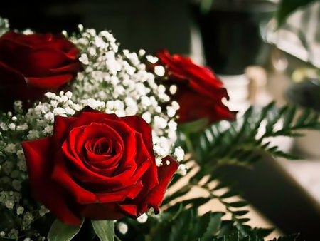 Roses of Love - red rose, romantic, beautiful, rose, love, flower