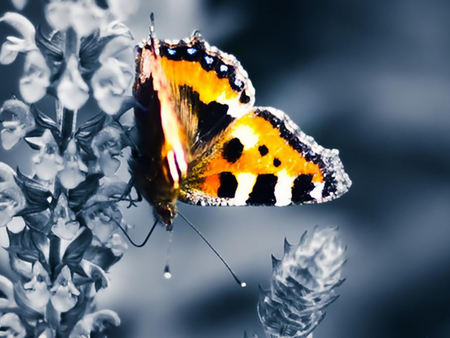 Beautiful Butterfly - nature, butterfly, beautiful, butterflies