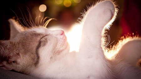 Dreaming cat... - white, beautiful, hand raised, dreaming, sleeping, cat