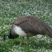 FEMALE INDIAN PEAFOWL,