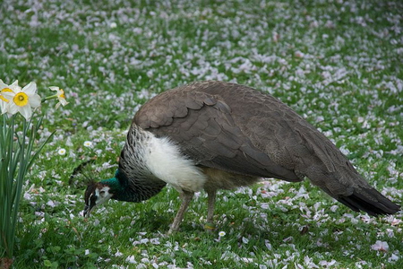 FEMALE INDIAN PEAFOWL,