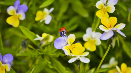 Lady Bug on a Flower - flowers, lady bug, beautiful, pansies