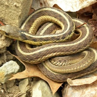 Common Garter Snake