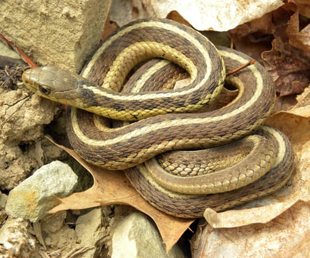 Common Garter Snake - common, garter, snake, reptiles