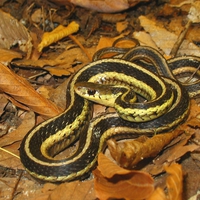 Eastern Garter Snake