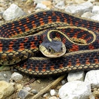 Garter Snake 2