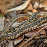 Garter Snake