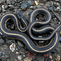 Giant Garner Snake