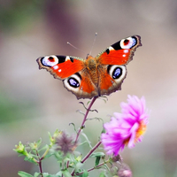 europian peacock