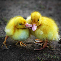 Two Baby Ducks