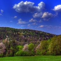 Forest Trees