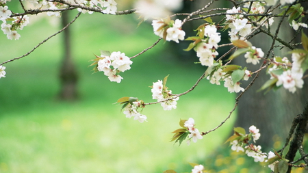 Classy White flowers - white, tiny, classy, delicate, branch, flowers