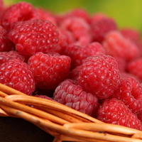 Fresh Raspberries for my friends