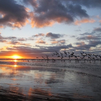 Birds in Flight