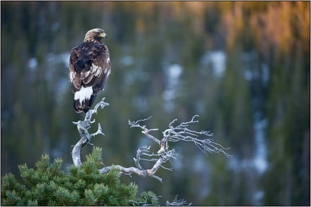 Golden Eagle - nature, tree, eagle, bird