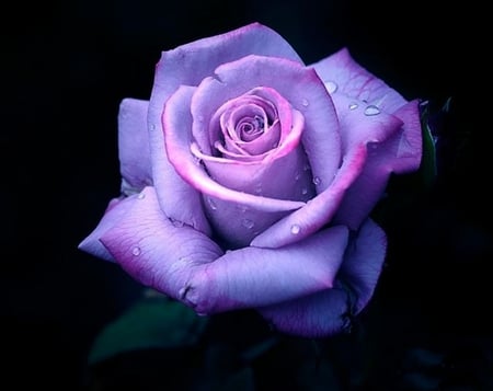 Drops On Purple Rose