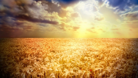 Sunny Farms - season, farm, sky, sunlight, hot, wheat, sun, summer, nature, view, clouds, scenery, sunny