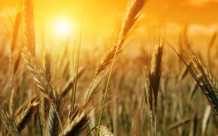 What We Eat - clouds, sunlight, summer, beautiful, hot, landscape, beauty, wheat, nature, season, view, field, sun, sky