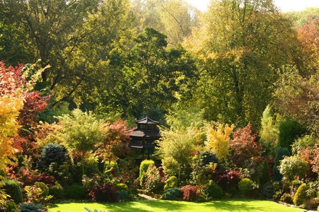 October Colour Change - colour, october, home, japanese garden