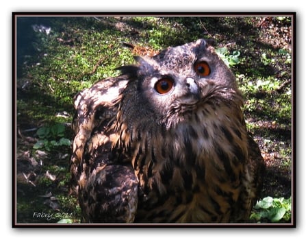 Hello! What happens? - owl, birds, raptors, nature