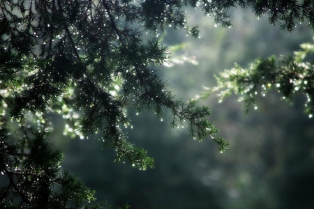 morning dew - trees, water, drops, forest, misty, nature, dew, green, mist, plants, nice