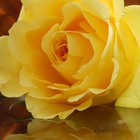 Just One Yellow Rose