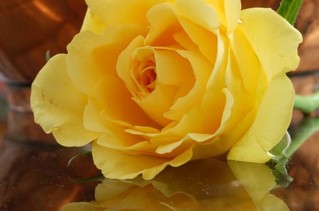 Just One Yellow Rose - yellow, still life, rose, reflection