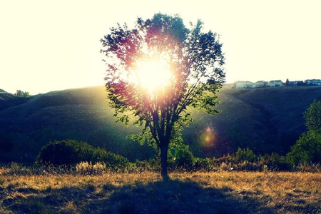 fairy tale tree - plants, sunlight, rays, tree, sun, green