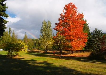 red maple tree - trees, grass, maple, tree, red, green, land, nice, sky