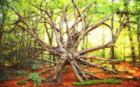 forest tentacles - branches, forest, tentacles, red, green, tree, plants