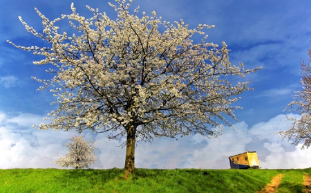 spring - sky, plants, spring, tree, green, grass