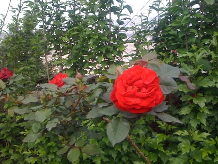 Red Rose-08 - rose, nagaland, pikon, kohima