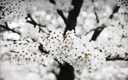 white blossoms - white, nice, blossoms, tree, flowers