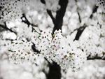 white blossoms