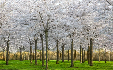 spring feild - trees, white, feild, spring, grass, tree