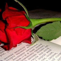 Love story and red rose