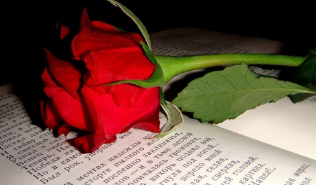 Love story and red rose - story, red rose, romantic, beautiful, book, rose, words, love