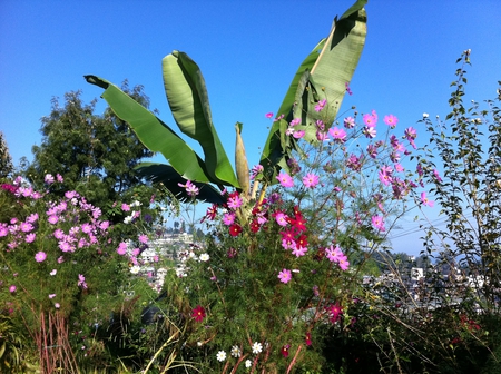 Kohima-B - flower, pikon, kohima, cosmos