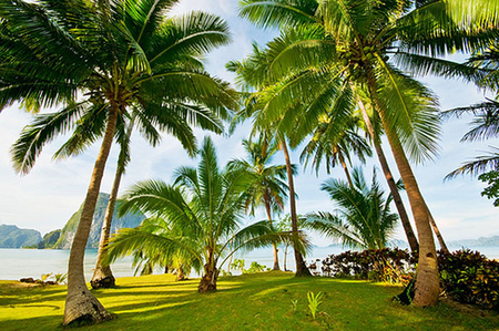 Palm Trees - sky, palm trees, blue, green, grass