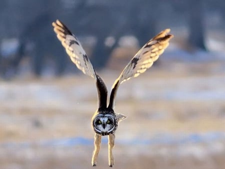 Flying Owl - owl, cool, flying, picture