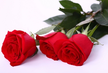 Red roses - three, beauty, beautiful roses, roses, flowers, red roses