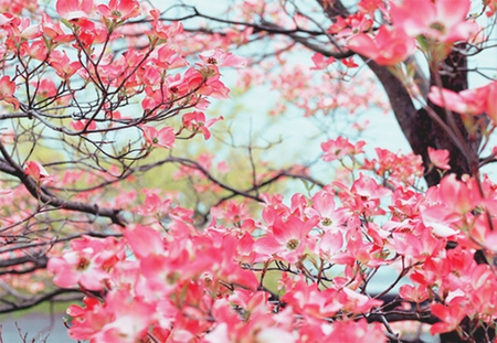 Cherry Blossom - sky, cherry blossom, pink, tree, flowers