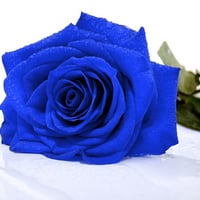 The Rare Blue Rose