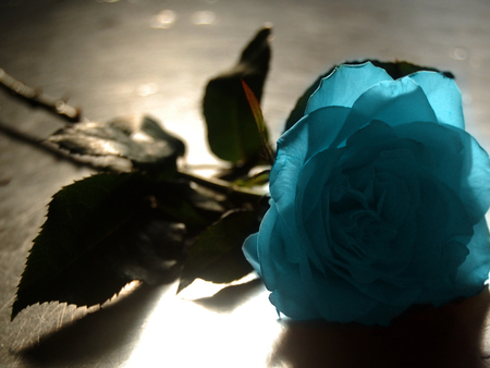 Lonely blue rose - blue rose, blue, beautiful, photography, rose, flower