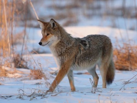 Wolf in Snow - beautiful, wolf, in snow, picture