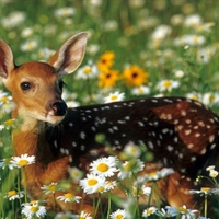 Deer in Fowers