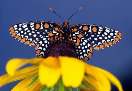 Butterfly on Flower - butterfly, on flower, picture, beautiful