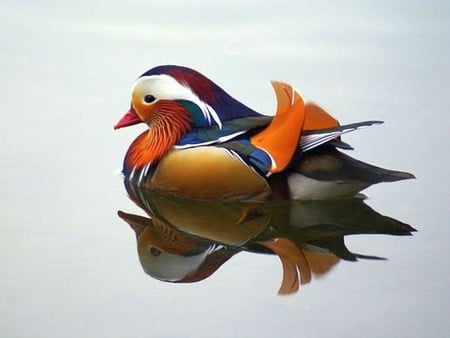 Beautiful Duck - picture, colors, duck, beautiful